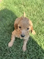 Girl 1, a female Goldendoodle for sale in Lexington, NC – 3 of 4