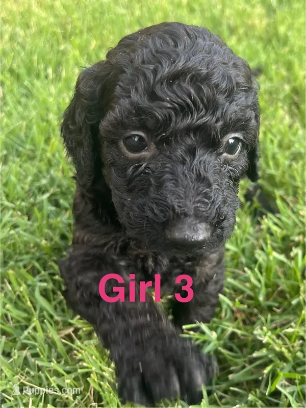 Girl 3 – Goldendoodle puppy for sale in Lexington, NC