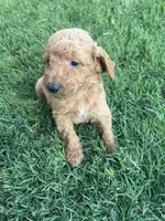 Boy 1, a male Goldendoodle for sale in Lexington, NC – 3 of 3