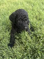 Girl 3, a female Goldendoodle for sale in Lexington, NC – 3 of 3