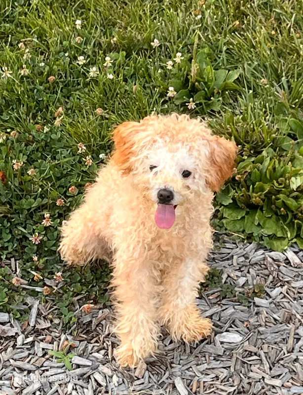 Carter – Poodle - Miniature  puppy for sale in Florissant, MO