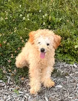 Carter, a male Poodle - Miniature  for sale in Florissant, MO – 2 of 3