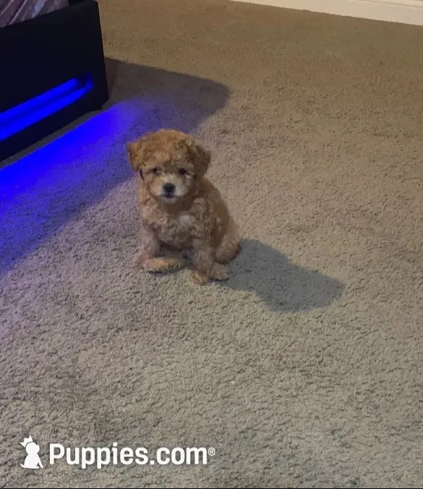 Carter, a male Poodle - Miniature  for sale in Florissant, MO – 1 of 3
