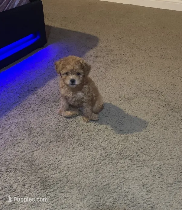 Peanut – Poodle - Toy  puppy for sale in Chesterfield, MO