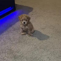 Peanut, a male Poodle - Miniature  for sale in Chesterfield, MO – 1 of 4