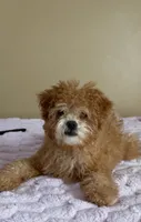 Peanut, a male Poodle - Miniature  for sale in Chesterfield, MO – 3 of 4