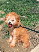 Peanut, a male Poodle - Miniature  for sale in Chesterfield, MO – 4 of 4