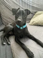 Charlie, a male Labrador Retriever and Chihuahua for sale in Newhall, CA – 3 of 5