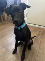 Charlie, a male Labrador Retriever and Chihuahua for sale in Newhall, CA – 4 of 5