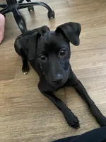 Charlie, a male Labrador Retriever and Chihuahua for sale in Newhall, CA – 5 of 5