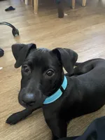 Charlie, a male Labrador Retriever and Chihuahua for sale in Newhall, CA – 1 of 5