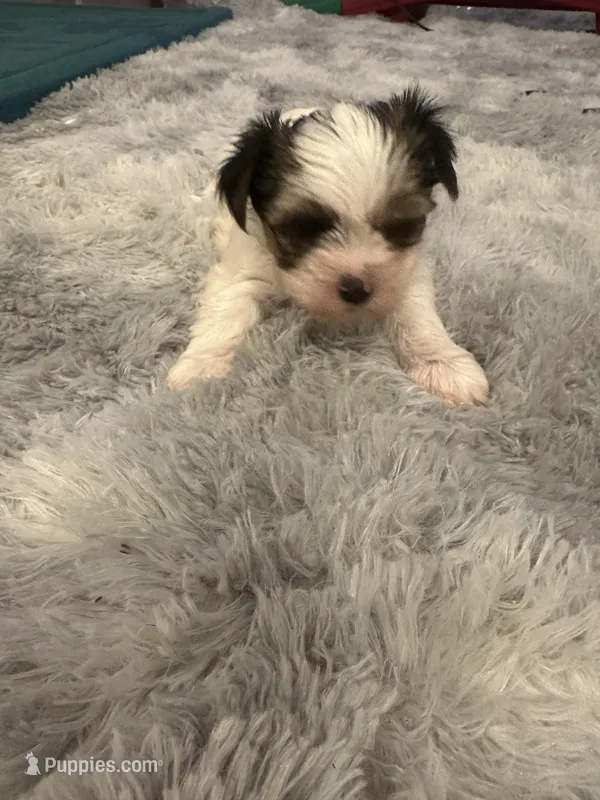 Angel – Yorkshire Terrier puppy for sale in Spartanburg, SC