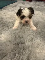 Angel, a female Yorkshire Terrier for sale in Spartanburg, SC – Photo 1 of 4