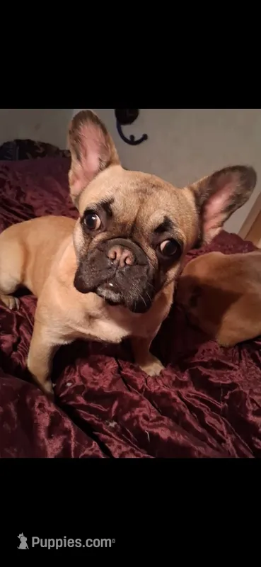 Tully – French Bulldog puppy for sale in Blair, WI