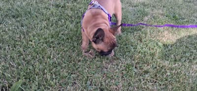Lil Bit, a female French Bulldog for sale in Blair, WI – 5 of 5