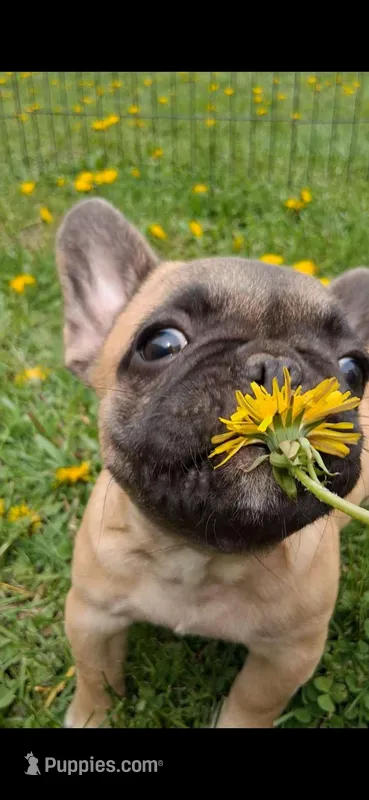Tully – French Bulldog puppy for sale in Blair, WI