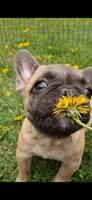 Tully, a female French Bulldog for sale in Blair, WI – 1 of 6