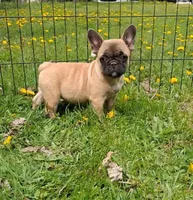 Tully, a female French Bulldog for sale in Blair, WI – 2 of 6