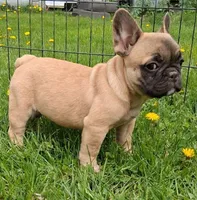 Tully, a female French Bulldog for sale in Blair, WI – 4 of 6