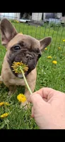 Tully, a female French Bulldog for sale in Blair, WI – 3 of 6