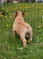 Tully, a female French Bulldog for sale in Blair, WI – 5 of 6
