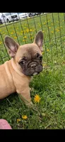 Tully, a female French Bulldog for sale in Blair, WI – 6 of 6