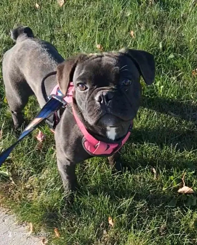 Smash – French Bulldog puppy for sale in Blair, WI