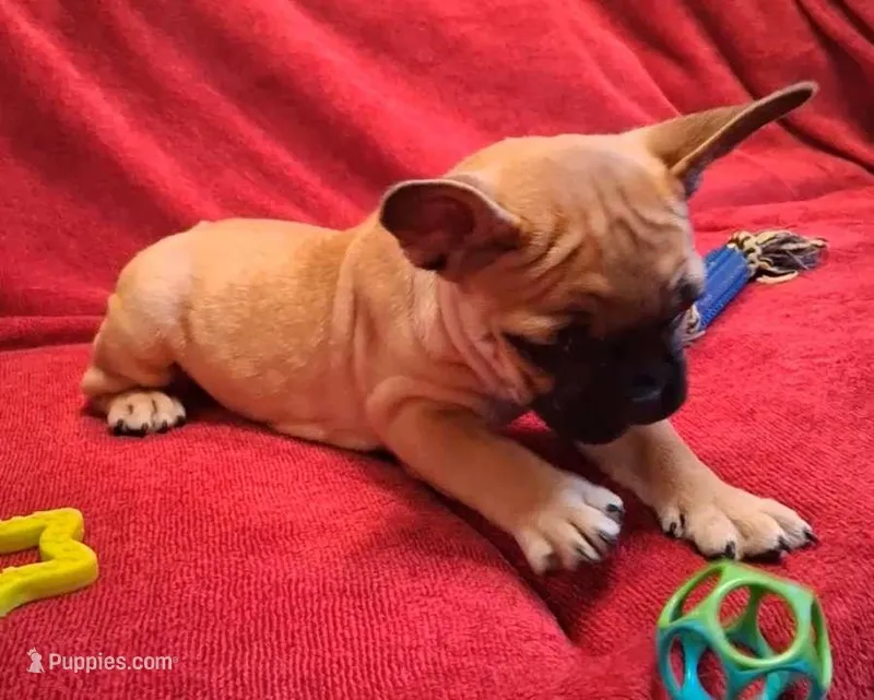 Lilly – French Bulldog puppy for sale in Blair, WI