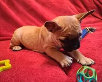 Lilly, a female French Bulldog for sale in Blair, WI – Photo 1 of 6