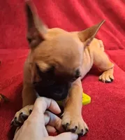 Lilly, a female French Bulldog for sale in Blair, WI – Photo 3 of 6