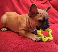 Lilly, a female French Bulldog for sale in Blair, WI – Photo 2 of 6