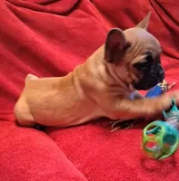 Lilly, a female French Bulldog for sale in Blair, WI – Photo 5 of 6
