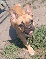 Lilly, a female French Bulldog for sale in Blair, WI – 3 of 6