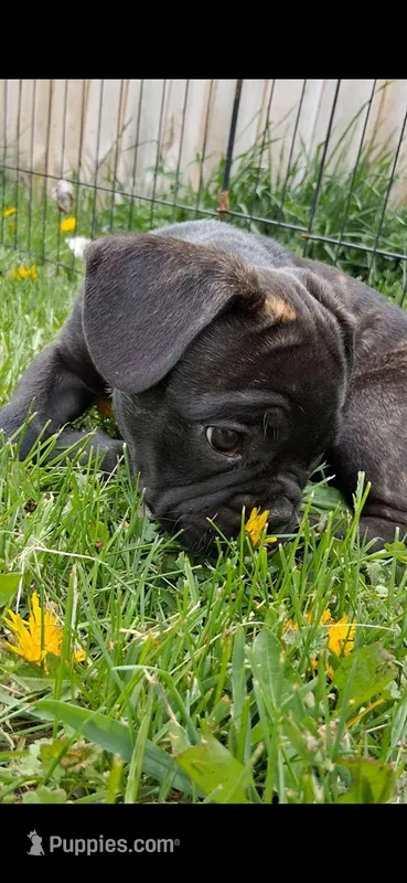 Smash – French Bulldog puppy for sale in Blair, WI