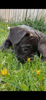 Smash, a male French Bulldog for sale in Blair, WI – 1 of 3