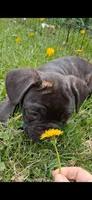 Smash, a male French Bulldog for sale in Blair, WI – 2 of 3