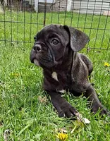 Smash, a male French Bulldog for sale in Blair, WI – 3 of 3