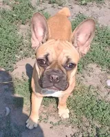 Lilly, a female French Bulldog for sale in Blair, WI – 5 of 6