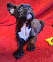Hulk, a male French Bulldog for sale in Blair, WI – Photo 2 of 6