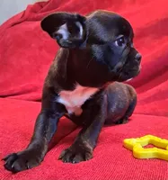 Hulk, a male French Bulldog for sale in Blair, WI – Photo 3 of 6