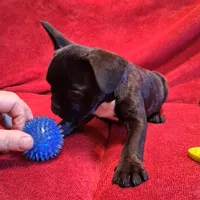 Hulk, a male French Bulldog for sale in Blair, WI – Photo 5 of 6