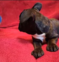 Hulk, a male French Bulldog for sale in Blair, WI – Photo 6 of 6