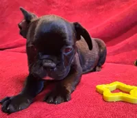 Hulk, a male French Bulldog for sale in Blair, WI – Photo 4 of 6