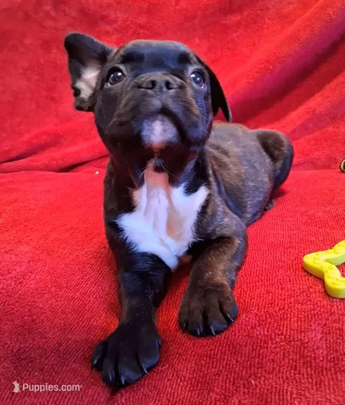 Hulk – French Bulldog puppy for sale in Blair, WI