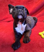 Hulk, a male French Bulldog for sale in Blair, WI – Photo 1 of 6