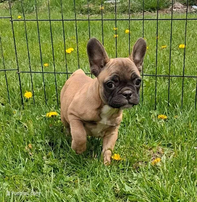 Lil Bit, a female French Bulldog for sale in Blair, WI – Photo 1 of 4