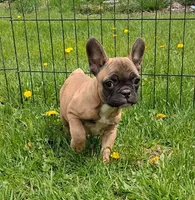 Lil Bit, a female French Bulldog for sale in Blair, WI – Photo 1 of 4