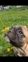 Lil Bit, a female French Bulldog for sale in Blair, WI – Photo 3 of 4
