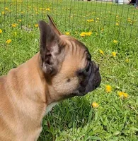 Lil Bit, a female French Bulldog for sale in Blair, WI – Photo 2 of 4