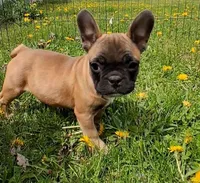 Lil Bit, a female French Bulldog for sale in Blair, WI – Photo 4 of 4